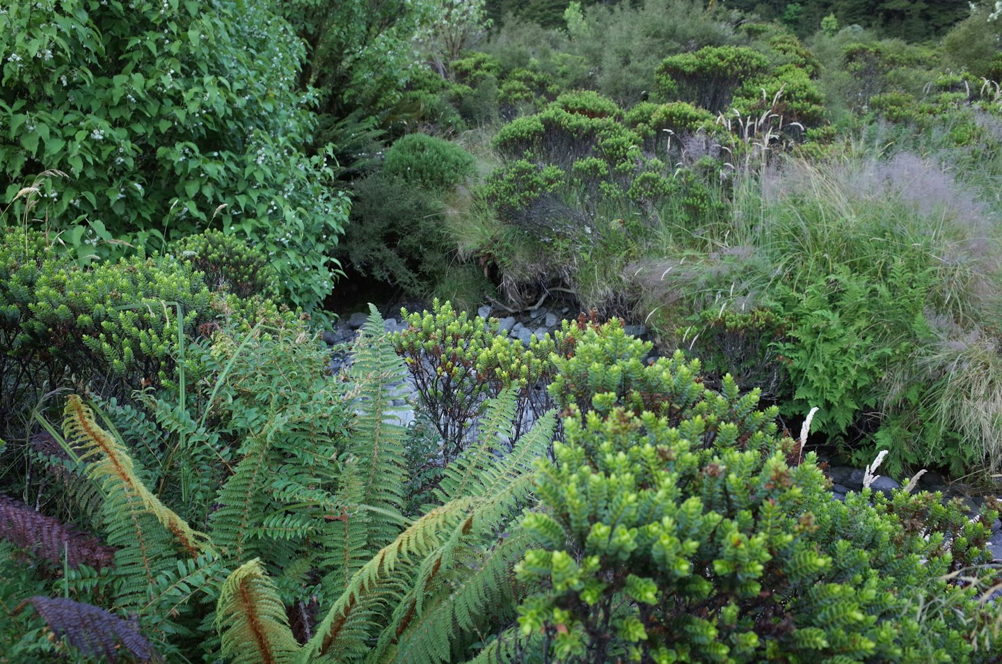 Lush ferns and tall grasses fill a wild forest.