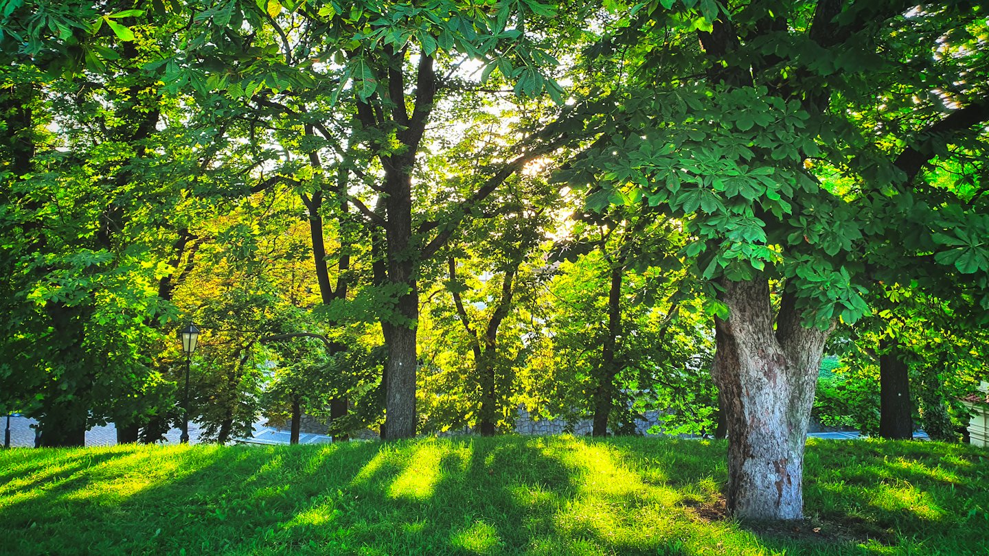 Sunlight filters through trees onto a grassy park hill.