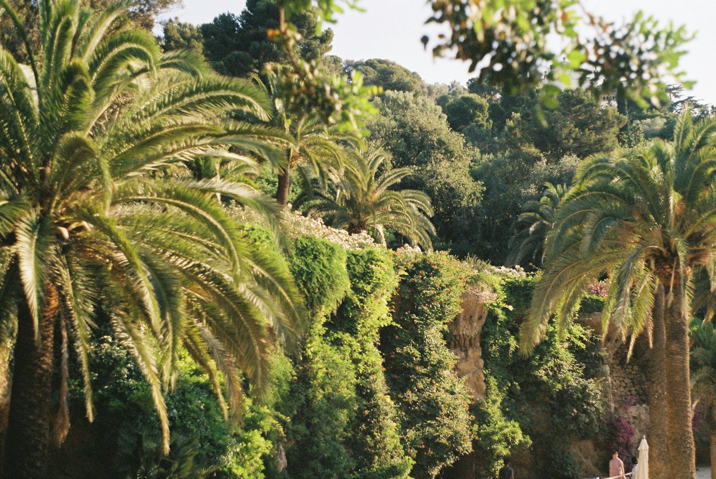 Palm trees and dense foliage cover a tiered hillside park.
