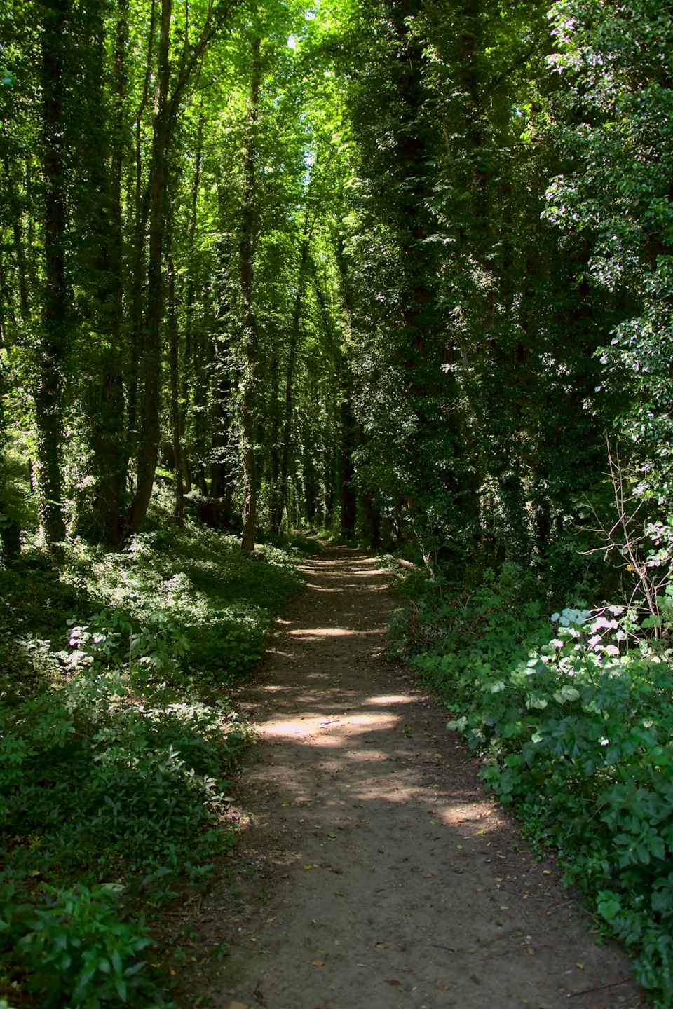 Dirt path winding through a dense, sun-dappled forest.