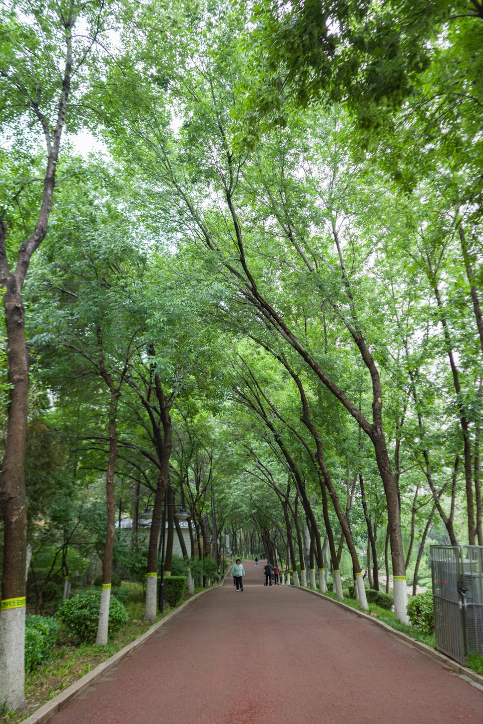 People walk along a paved path under tall green trees.