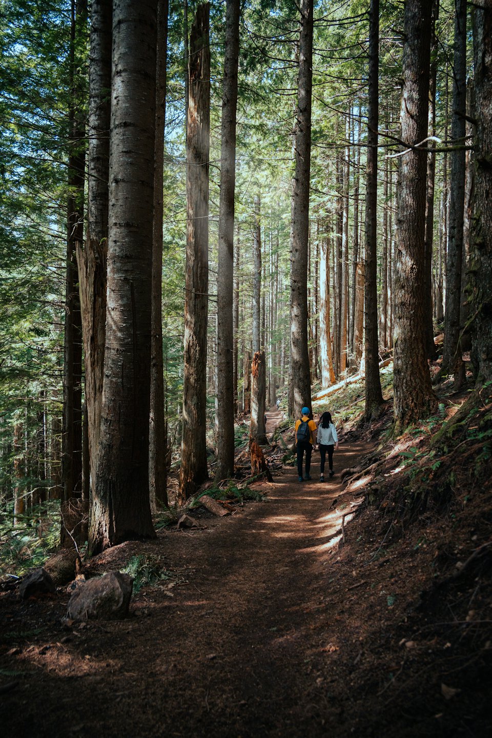 Hikers walk on a forest trail between tall evergreen trees.