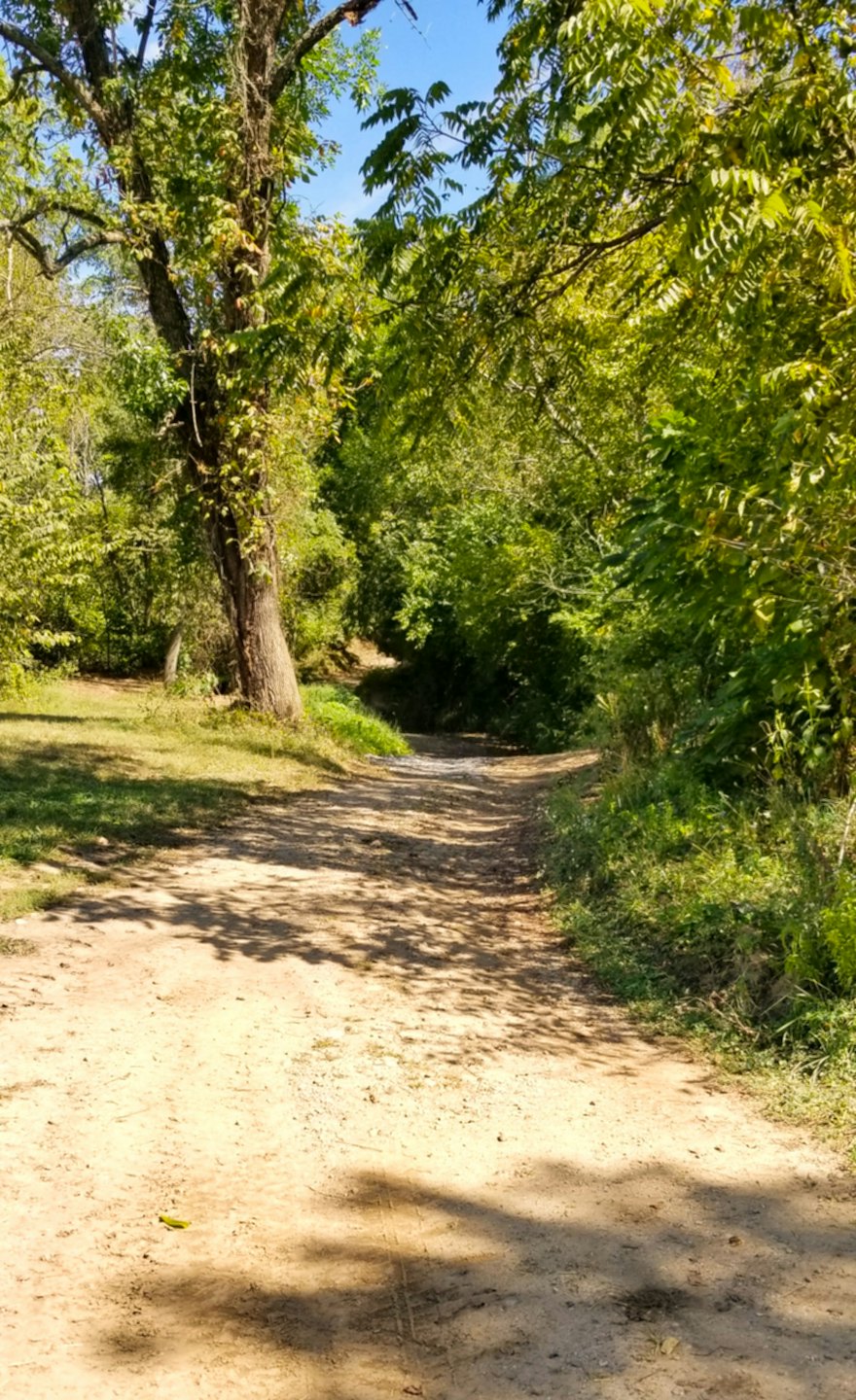 A dirt path winds through a lush green forest.