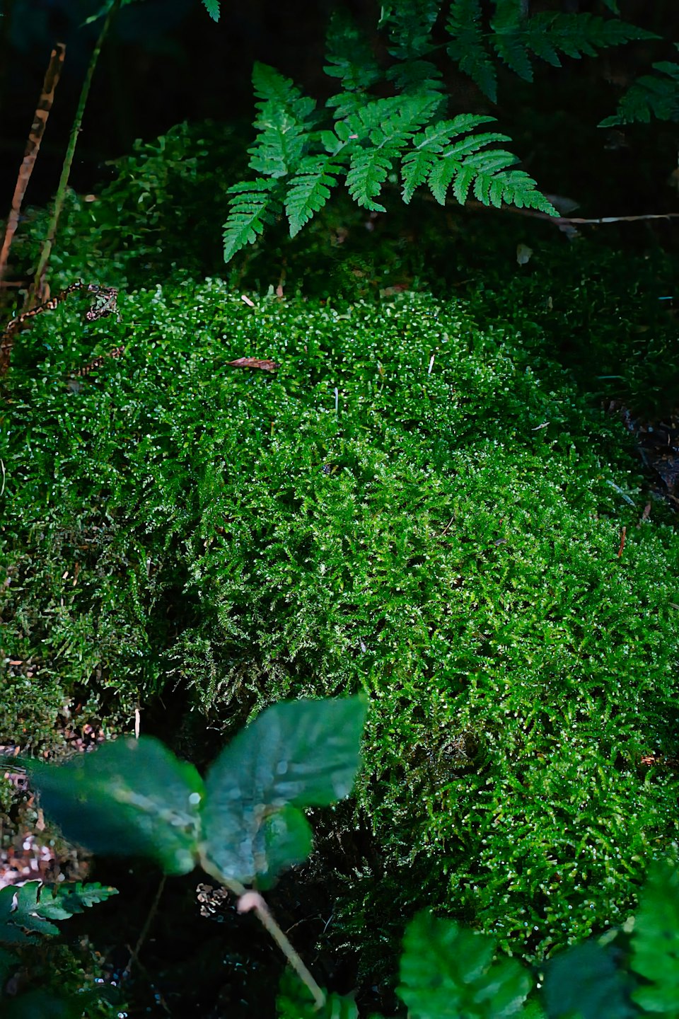 Green moss covers the surface of a forest log.